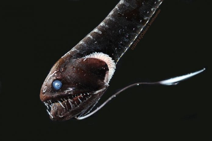 Study: Ultra-black skin allows some fish to lurk unseen