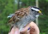 White-throated sparrows have changed their tune, says new research