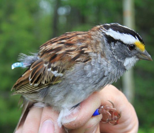 White-throated sparrows have changed their tune, says new research White-throated sparrows have changed their tune, says new research