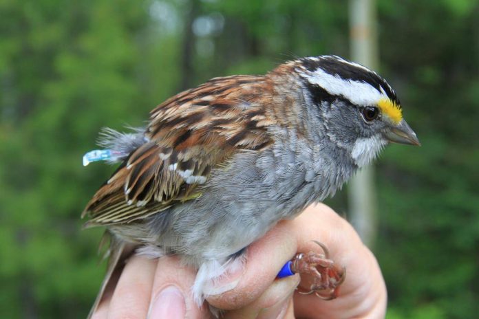 White-throated sparrows have changed their tune, says new research