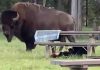 Woman gored by a bison in Yellowstone National Park (Watch)