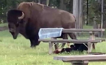 Woman gored by a bison in Yellowstone National Park (Watch) Woman gored by a bison in Yellowstone National Park (Watch)