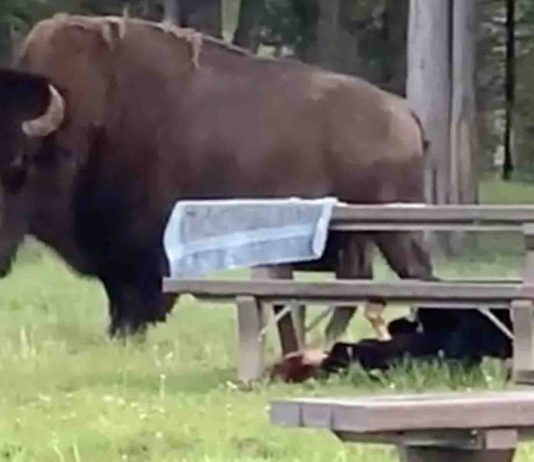 Woman gored by a bison in Yellowstone National Park (Watch) Woman gored by a bison in Yellowstone National Park (Watch)