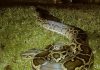 5000 Burmese pythons removed from Florida Everglades (Photo)