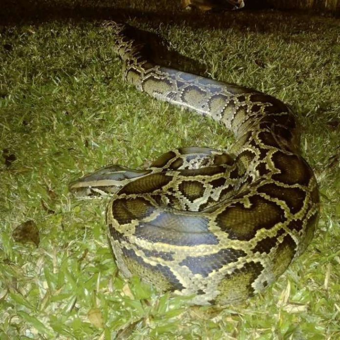 5000 Burmese pythons removed from Florida Everglades (Photo)
