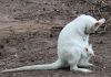 Albino kangaroo missing from German zoo, Report Albino kangaroo missing from German zoo, Report
