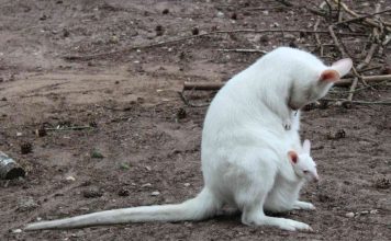Albino kangaroo missing from German zoo, Report Albino kangaroo missing from German zoo, Report