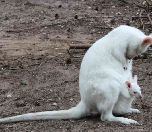 Albino kangaroo missing from German zoo, Report Albino kangaroo missing from German zoo, Report
