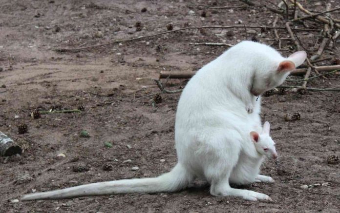 Albino kangaroo missing from German zoo, Report
