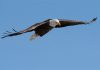 Bald eagle attacks $950 government drone, Report