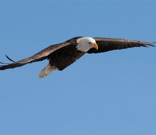 Bald eagle attacks $950 government drone, Report Bald eagle attacks $950 government drone, Report