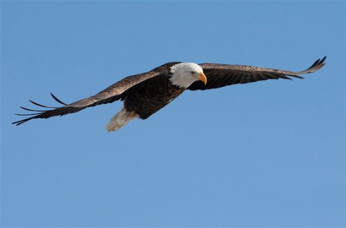 Bald eagle attacks $950 government drone, Report