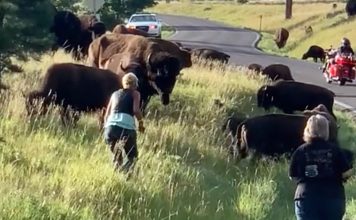 Bison attacks woman in South Dakota for getting too close to calf (Watch) Bison attacks woman in South Dakota for getting too close to calf (Watch)