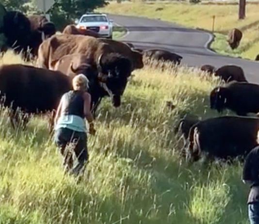 Bison attacks woman in South Dakota for getting too close to calf (Watch) Bison attacks woman in South Dakota for getting too close to calf (Watch)
