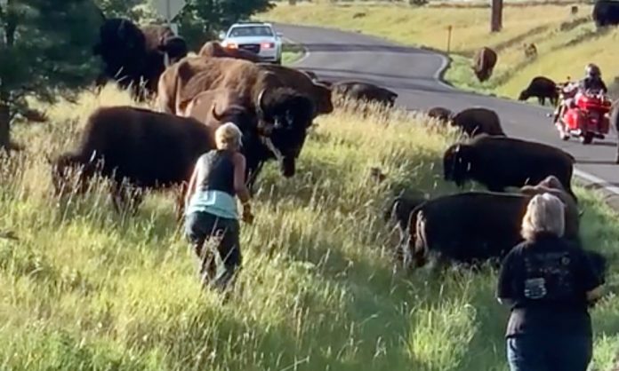 Bison attacks woman in South Dakota for getting too close to calf (Watch)