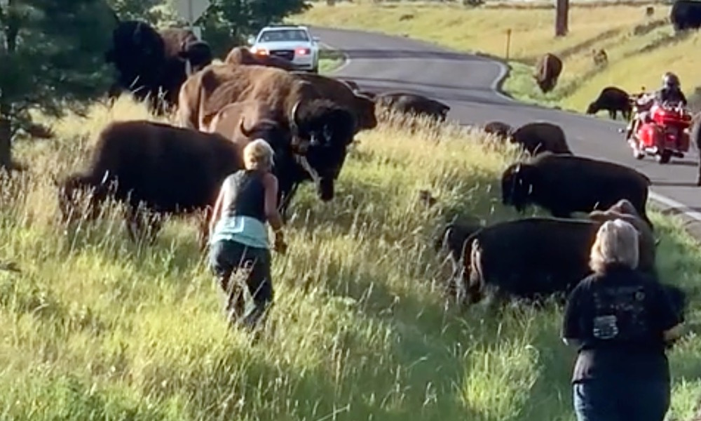 Bison Attacks Woman In South Dakota For Getting Too Close To Calf Watch The Intelligencer