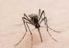 Coronavirus Canada Update: Mosquitoes carrying West Nile virus found in Markham