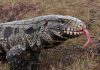 Large, non-native tegu lizard documented in South Carolina (Photo)
