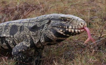 Large, non-native tegu lizard documented in South Carolina (Photo) Large, non-native tegu lizard documented in South Carolina (Photo)