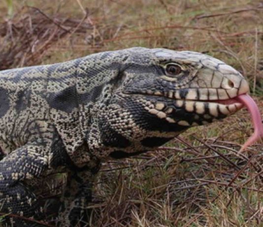 Large, non-native tegu lizard documented in South Carolina (Photo) Large, non-native tegu lizard documented in South Carolina (Photo)