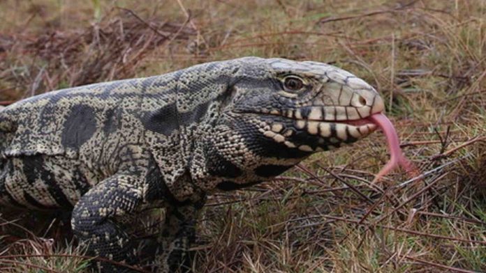 Large, non-native tegu lizard documented in South Carolina (Photo)