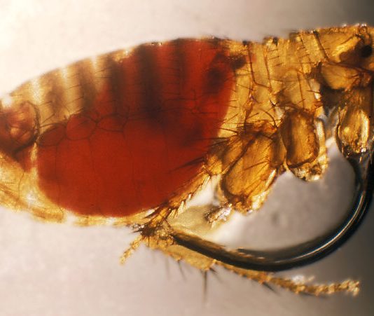 New Mexico reports first plague death of the year in Rio Arriba County , Report New Mexico reports first plague death of the year in Rio Arriba County , Report