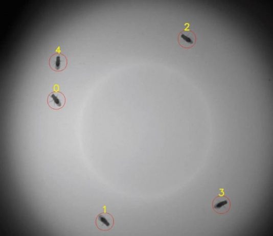 Researchers Discover a Social Cue of Safety Researchers Discover a Social Cue of Safety