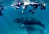 Woman Seriously Injured by Humpback Whale in Australia tourist spot