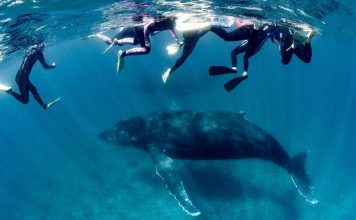 Woman Seriously Injured by Humpback Whale in Australia tourist spot Woman Seriously Injured by Humpback Whale in Australia tourist spot