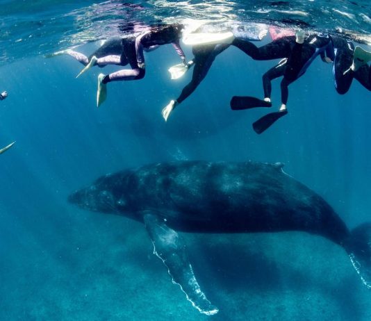 Woman Seriously Injured by Humpback Whale in Australia tourist spot Woman Seriously Injured by Humpback Whale in Australia tourist spot