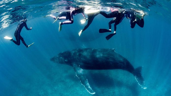 Woman Seriously Injured by Humpback Whale in Australia tourist spot
