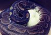 50-year-old python lays eggs at St. Louis Zoo (Picture)