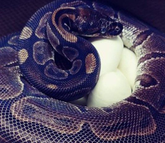 50-year-old python lays eggs at St. Louis Zoo (Picture) 50-year-old python lays eggs at St. Louis Zoo (Picture)