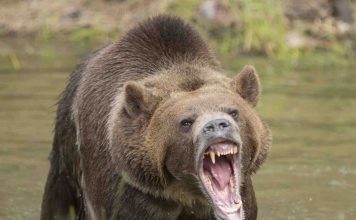 Alaska: Grizzly Bear kills hunter in attack at national park, Report Alaska: Grizzly Bear kills hunter in attack at national park, Report