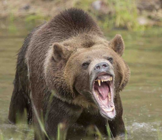 Alaska: Grizzly Bear kills hunter in attack at national park, Report Alaska: Grizzly Bear kills hunter in attack at national park, Report