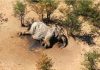 Botswana says toxins in water killed hundreds of elephants, Report