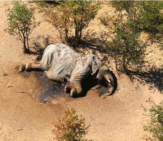 Botswana says toxins in water killed hundreds of elephants, Report Botswana says toxins in water killed hundreds of elephants, Report