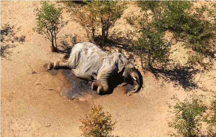 Botswana says toxins in water killed hundreds of elephants, Report