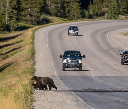 Death of mother grizzly a ‘big loss’ for bear population in Banff park, Report Death of mother grizzly a 'big loss' for bear population in Banff park, Report