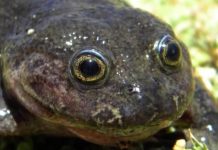 'Ghost' frog not seen for 80 years found in Chile