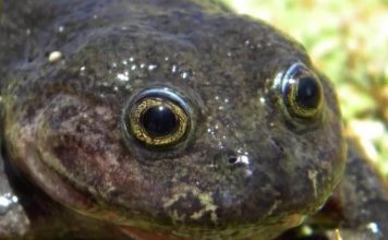 ‘Ghost’ frog not seen for 80 years found in Chile 'Ghost' frog not seen for 80 years found in Chile