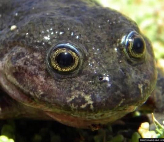 ‘Ghost’ frog not seen for 80 years found in Chile 'Ghost' frog not seen for 80 years found in Chile