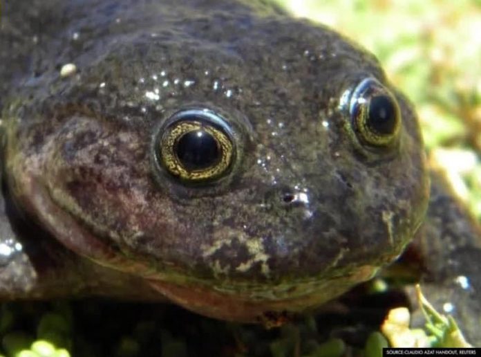 'Ghost' frog not seen for 80 years found in Chile