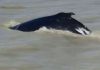 Humpback whales enter crocodile river 'in Australian first', Report