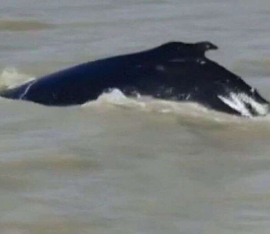 Humpback whales enter crocodile river ‘in Australian first’, Report Humpback whales enter crocodile river 'in Australian first', Report