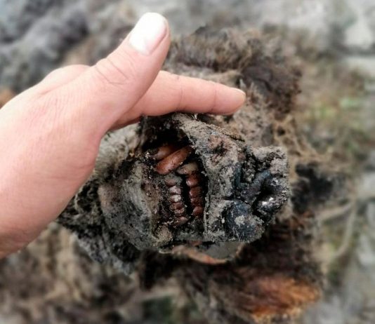 Ice Age cave bear found in the Russian Arctic (Photo) Ice Age cave bear found in the Russian Arctic (Photo)