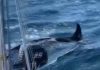 Killer whales attack boats off Spain and Portugal (Watch)
