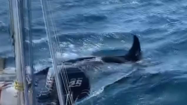 Killer whales attack boats off Spain and Portugal (Watch)