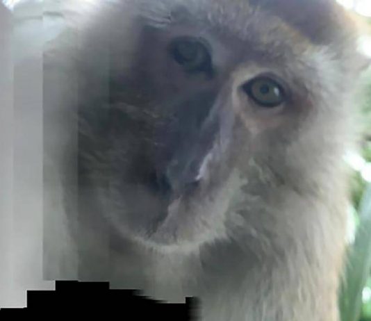 Malaysian monkey takes phone, then selfies (Photo) Malaysian monkey takes phone, then selfies (Photo)