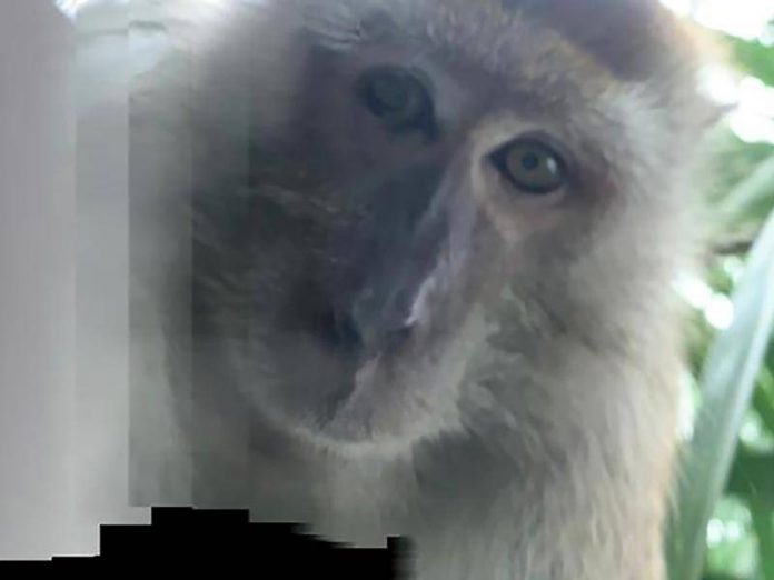 Malaysian monkey takes phone, then selfies (Photo)